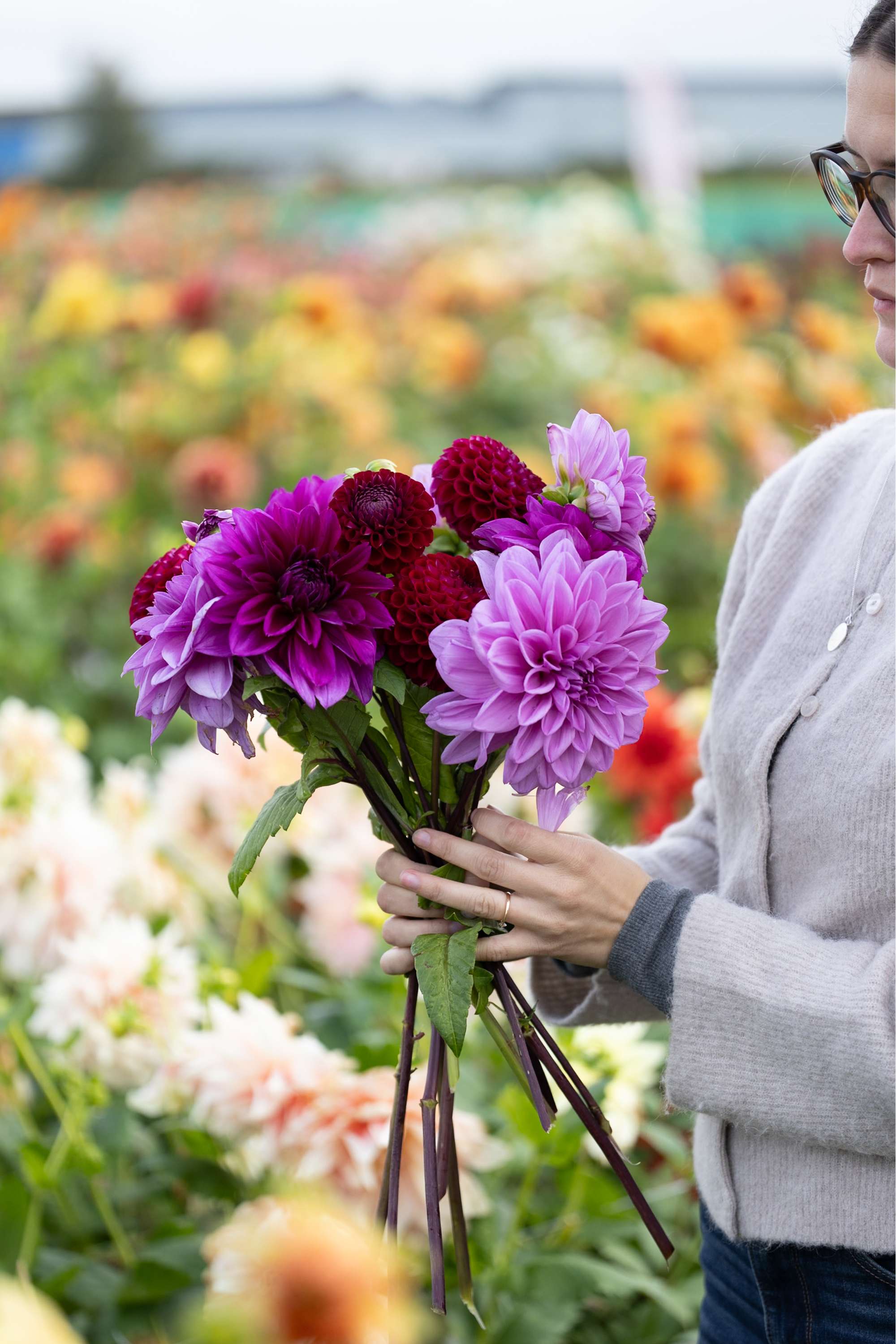 Dahliamix 'Amethyst'